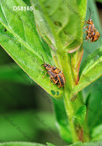 Neogalerucella calmariensis